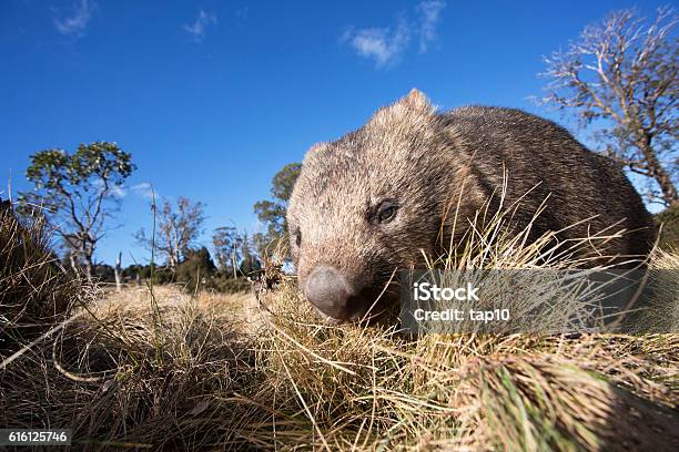 Wombat Australia Stock Photo - Download Image Now - Wombat, Tasmania, Animal