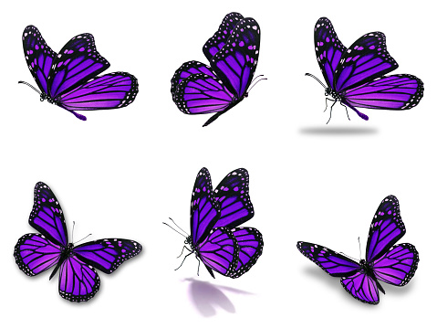Beautiful Six purple monarch butterflies set, isolated on white background