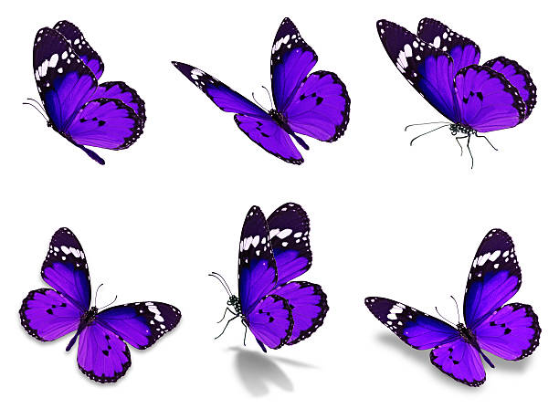 monarch butterflies set Beautiful Six purple monarch butterflies set, isolated on white background butterfly purple blue isolated stock pictures, royalty-free photos & images