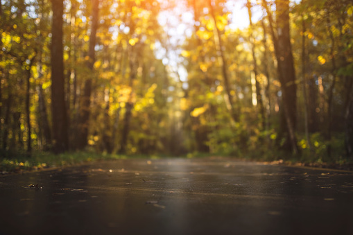 Autumn background. Close-up shoot of asphalt road in the park in the morning. Defocused autumn trees on background.