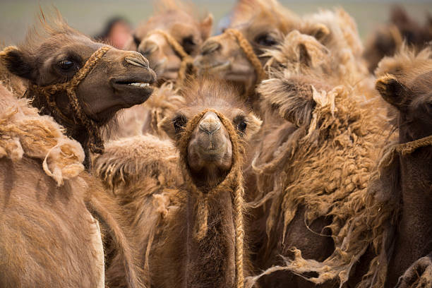 монголия: молодые бактрийские верблюды - bactrian camel camel independent mongolia gobi desert стоковые фото и изображения