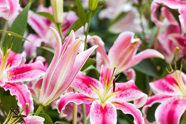 istock Close up of pink lily flower 616126664