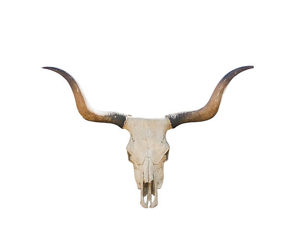 cráneo de búfalo sobre blanco - animal skull cow animals in the wild west fotografías e imágenes de stock