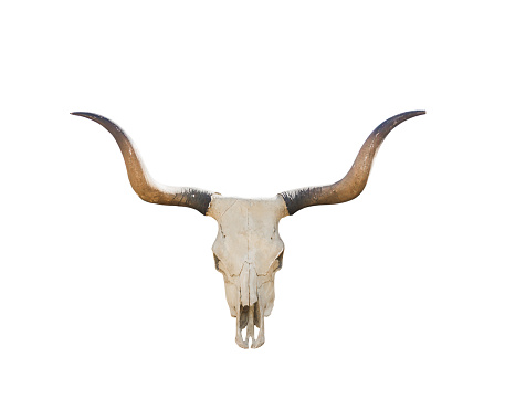 Buffalo skull isolated on white background