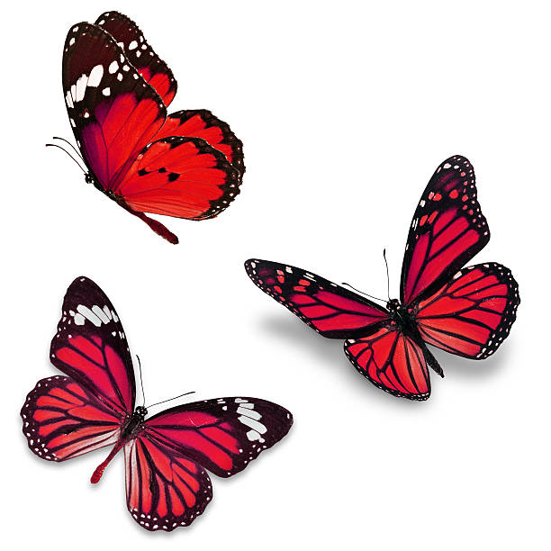 Three red butterfly Three red butterfly, isolated on white background butterfly purple blue isolated stock pictures, royalty-free photos & images