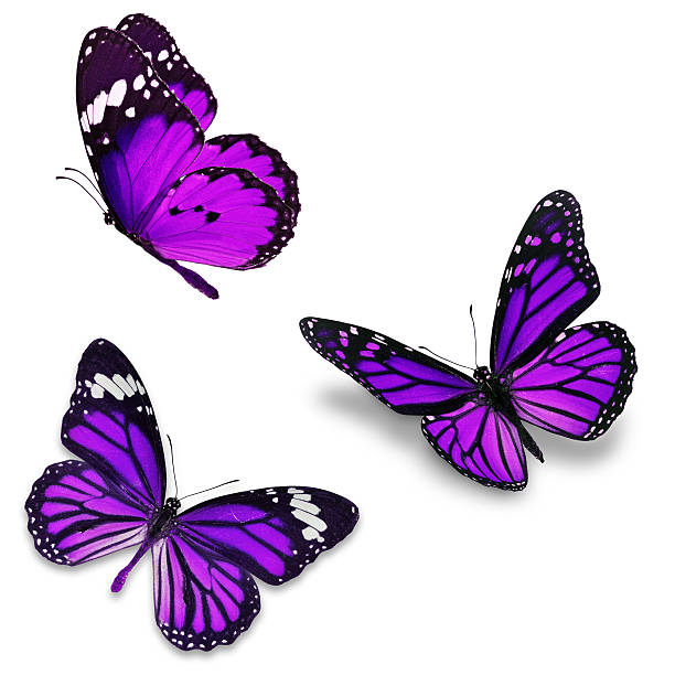 Three purple butterfly Three purple butterfly, isolated on white background butterfly purple blue isolated stock pictures, royalty-free photos & images