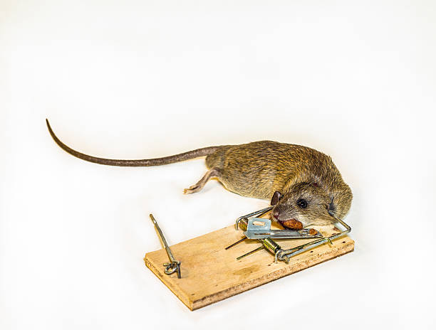 쥐 트랩 - dead animal mouse dead body death 뉴스 사진 이미지
