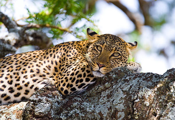 istock Leopard in the savannah. National Park. Kenya. 616129658