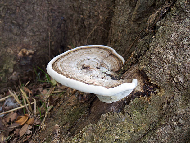 istock Polypore | Saru-no-koshikake 616129756