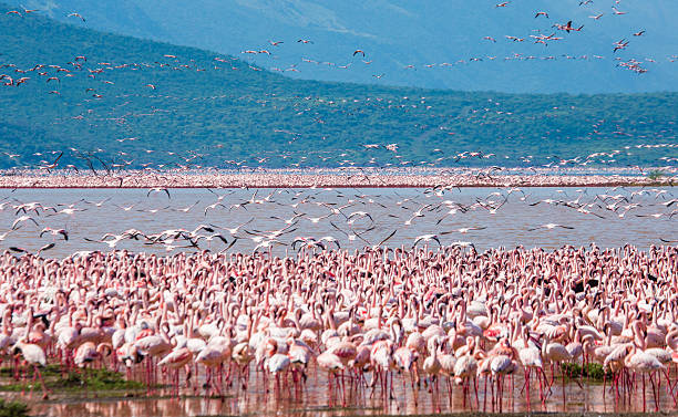 호수에 큰 그룹 플라밍고. 케냐. 아프리카. - lake nakuru 뉴스 사진 이미지