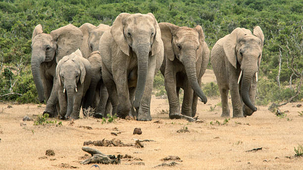 istock South Africa - Sabi Sand Game Reserve 616130466