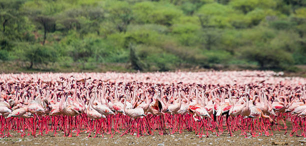 Big group flamingos on the lake. Kenya. Big group flamingos on the lake. Kenya. Africa. Nakuru National Park. Lake Bogoria National Reserve. An excellent illustration. lake nakuru national park stock pictures, royalty-free photos & images