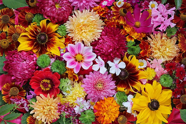 istock Flower background. A background from cultivated flowers. 616130768