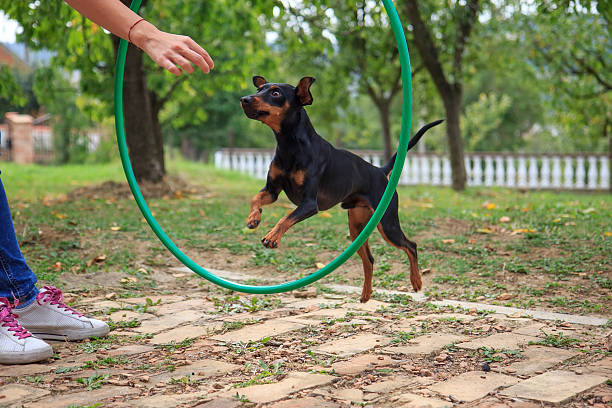 zwergpinscher - action dog outdoors animal trainer stock-fotos und bilder