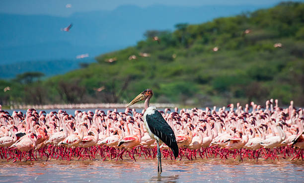 Big group flamingos on the lake. Kenya. Big group flamingos on the lake. Kenya. Africa. Nakuru National Park. Lake Bogoria National Reserve. An excellent illustration. lake bogoria stock pictures, royalty-free photos & images