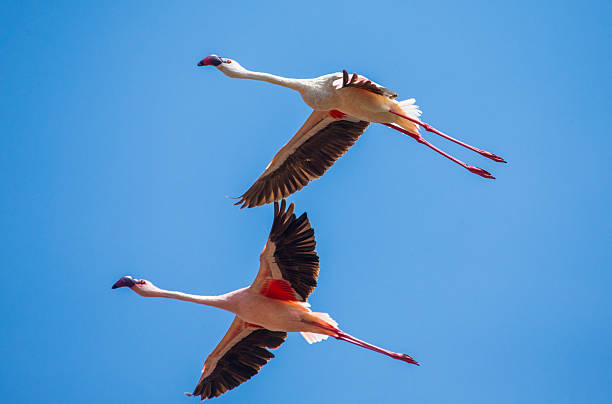 istock Flamingos in flight. Kenya. Africa. 616130966