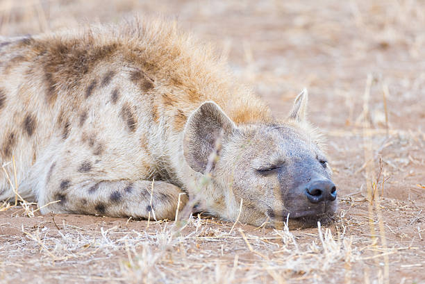 istock Spotted Hyena lying down in the bush, Africa 616131130
