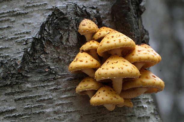 Pholiota aurivella mushroom on a birch tree