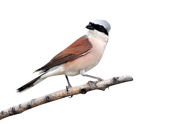 istock Red-backed shrike, Lanius collurio 616133780