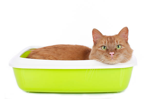 Cat in litter box Red cat in litter box isolated Impurities stock pictures, royalty-free photos & images