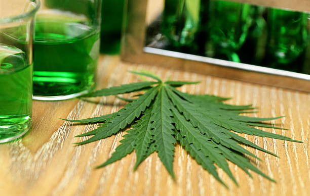 istock Cannabis leaves in laboratory 616134244