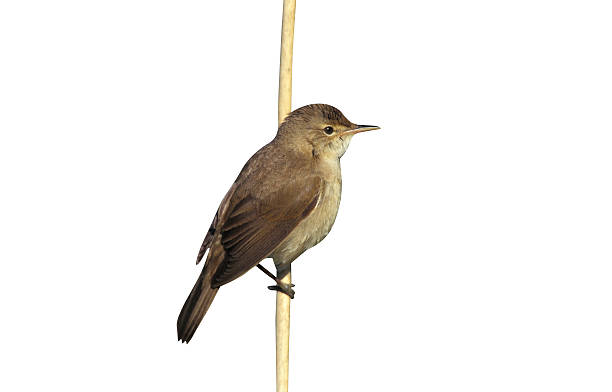 1,200+ Reed Warbler Stock Photos, Pictures & Royalty-Free Images