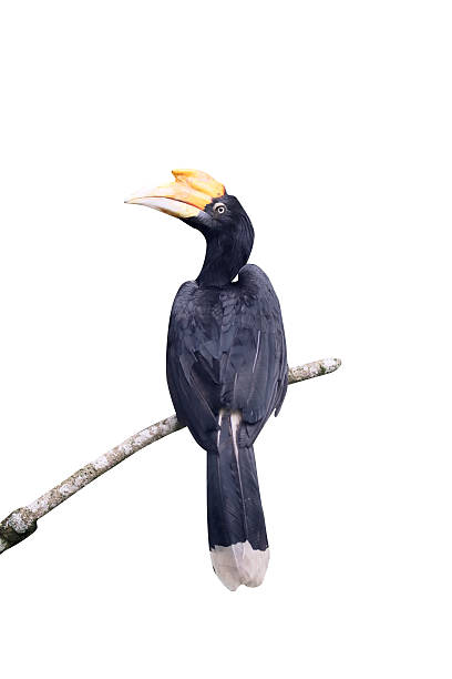istock Rhinoceros hornbill, Buceros rhinoceros 616134254