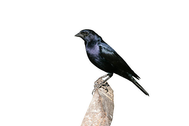 istock Shiny cowbird,  Molothrus bonariensis 616134730