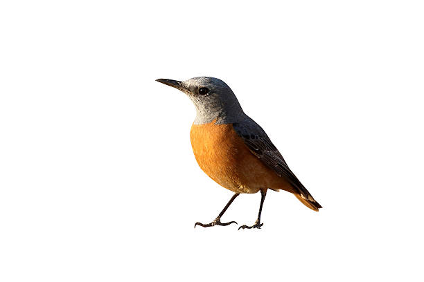 istock Short-toed rock-thrush, Monticola brevipes 616134830
