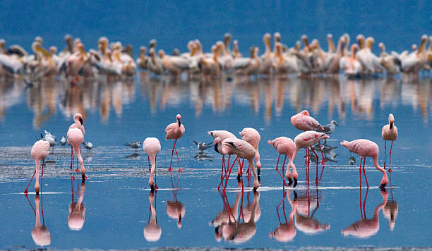 istock Flamingos on the lake. Kenya. Africa. 616135300