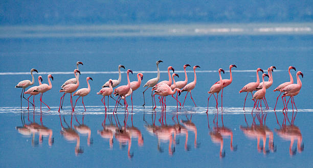 Flamingos on the lake. Kenya. Africa. Flamingos on the lake. Kenya. Africa. Nakuru National Park. Lake Bogoria National Reserve. An excellent illustration. lake bogoria stock pictures, royalty-free photos & images