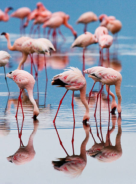 istock Big group flamingos on the lake. Kenya. 616135850