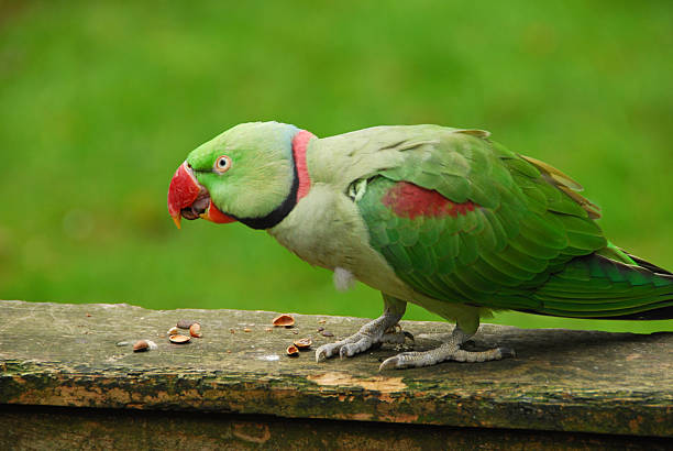 istock Alexandrine Parakeet Eating frome some nuts. 616218350