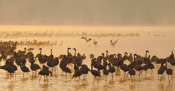 istock Big group flamingos on the lake. Kenya. 616218522
