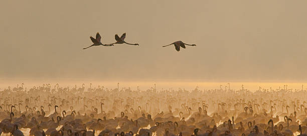 istock Big group flamingos on the lake. Kenya. 616218548