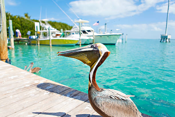 istock Big brown pelicans in Islamorada, Florida Keys 616219618