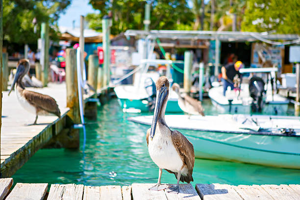 istock Big brown pelicans in Islamorada, Florida Keys 616219694