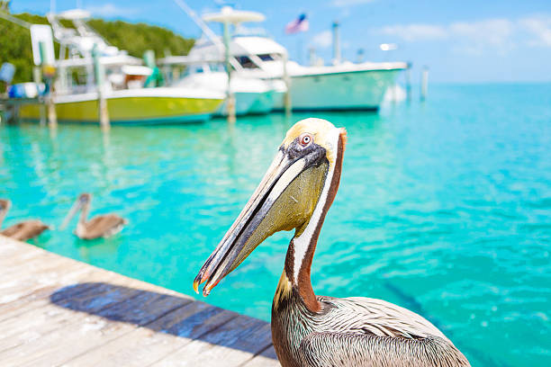 istock Big brown pelicans in Islamorada, Florida Keys 616219790