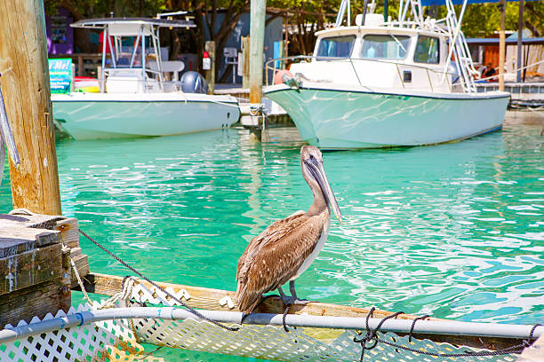istock Big brown pelicans in Islamorada, Florida Keys 616219888