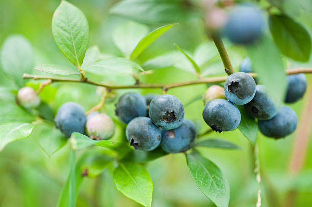 istock Fresh blueberries in nature outdoors 616220944