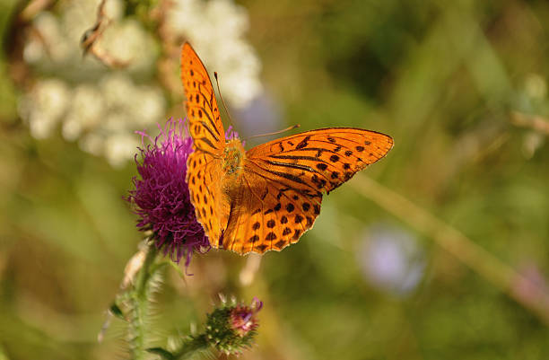 plata-lavados fritilaria (argynnis paphia - argynnis fotografías e imágenes de stock