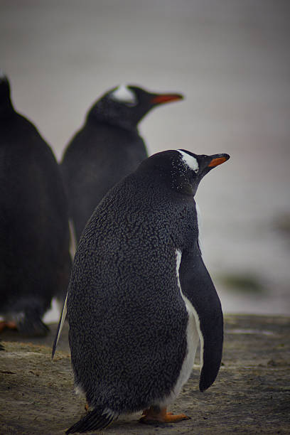 istock Gentoo Penguins at volunteer point 616221446