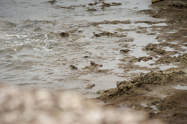 istock crabs on a dirty rock beach,selective focus,filtered image 616221808