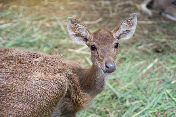 istock deer kid looked at camera and smile, 616221866