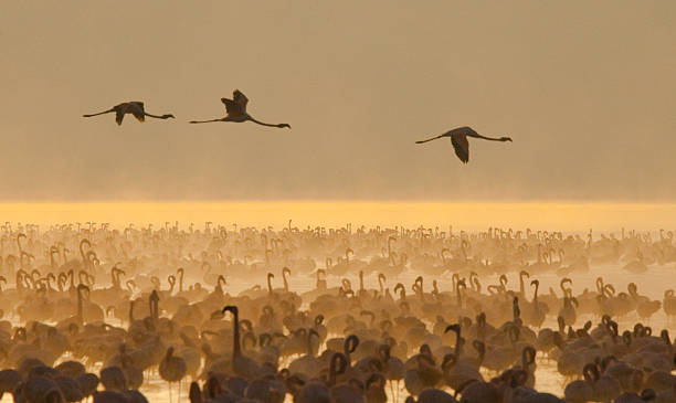 istock Big group flamingos on the lake. Kenya. 616222732