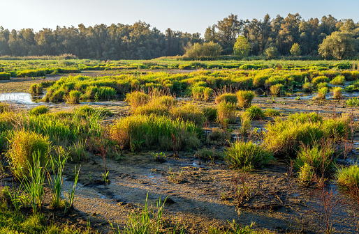 view over reed-bed on Higher Level Stewardship land\