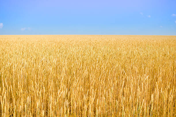 istock Field of wheat. 616223988
