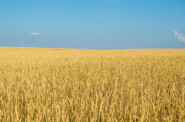 istock Field of wheat. 616224170