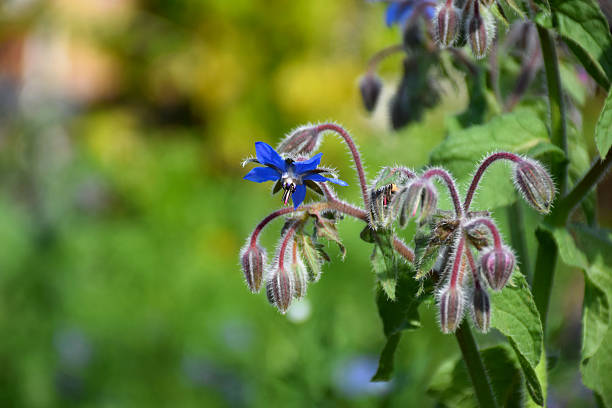 istock Blue wild flower on green background 616224520