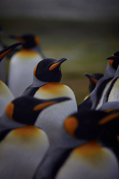 istock King Penguins at volunteer point 616224934